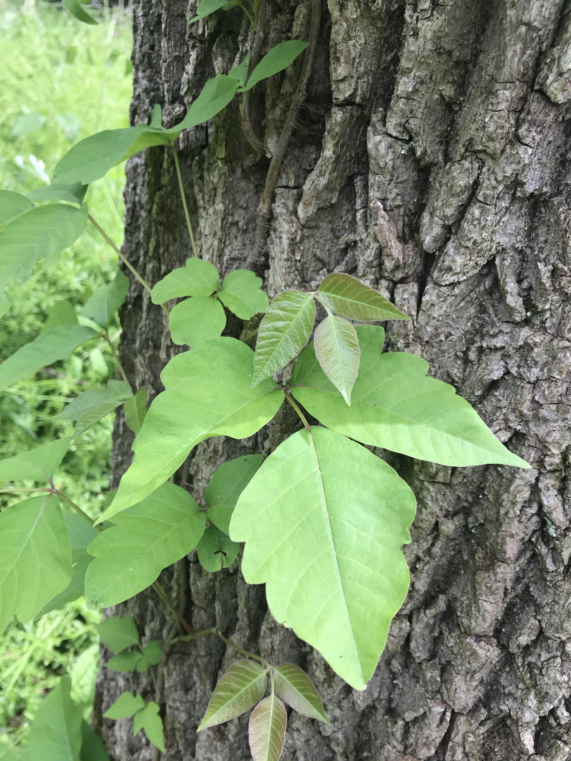 Identifying poison ivy