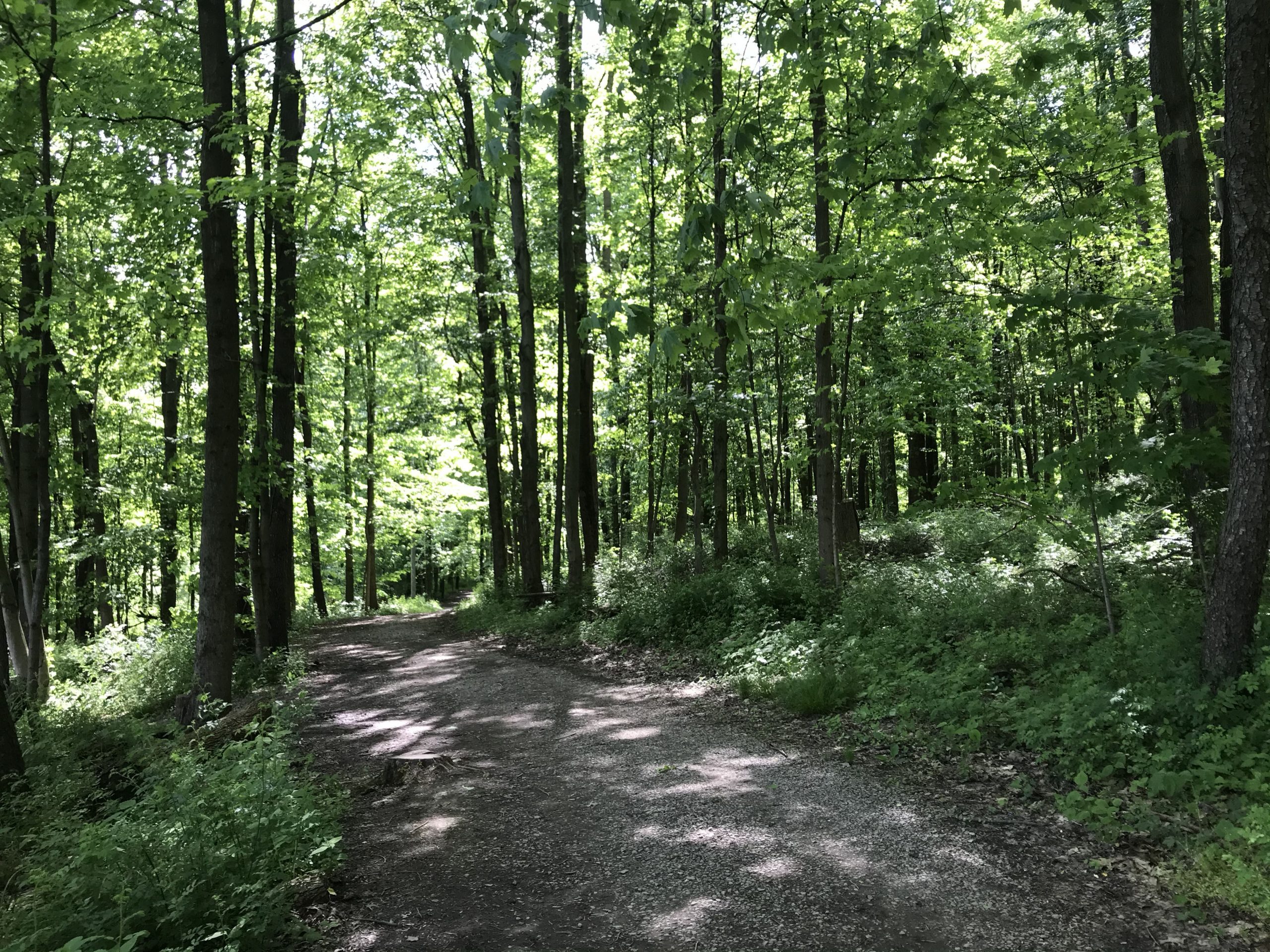 To show the trail conditions and forest characteristics